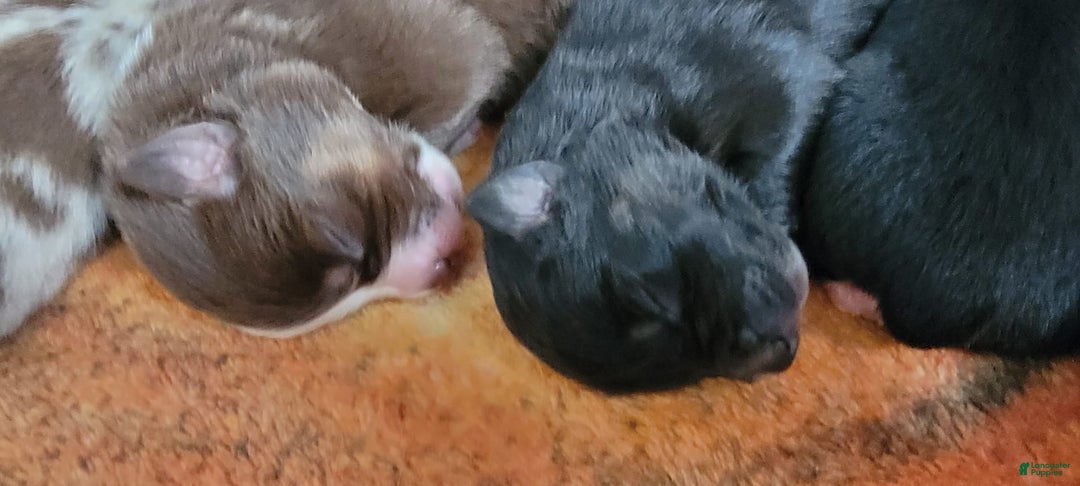 Australian Shepherd dogs for sale: Tri Black - Image 5