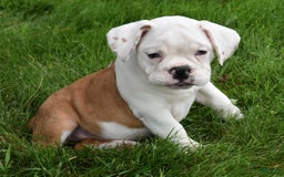 Beabull dogs for sale: Tessa - Image 13