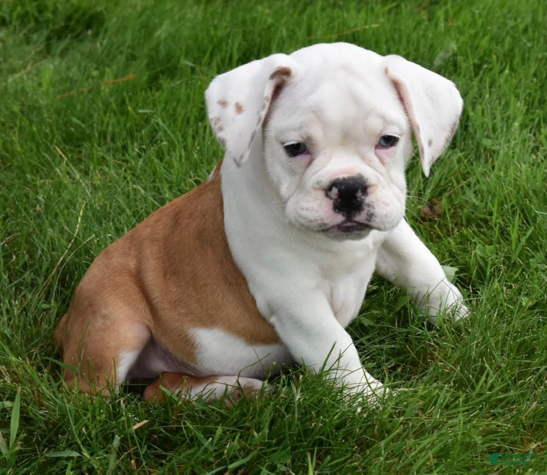 Beabull dogs for sale: Tessa - Image 13