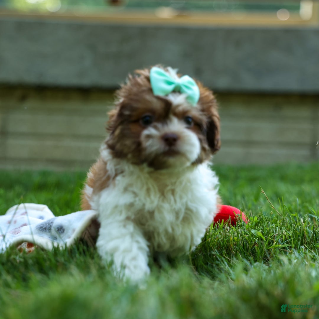 Shih Tzu dogs for sale: Rusty - Image 6