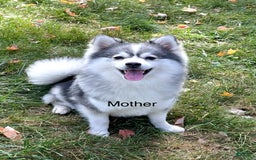 Pomsky dogs for sale: Loki - Image 8
