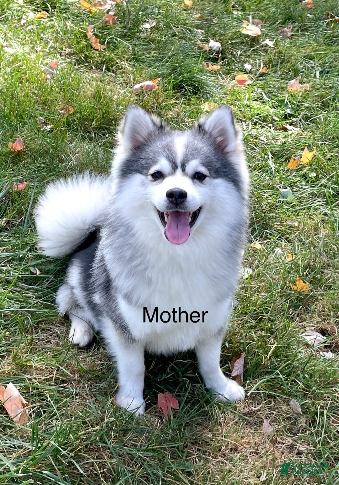 Pomsky dogs for sale: Loki - Image 8