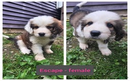 Bernese Mountain Dog dogs for sale: Escape - Image 1