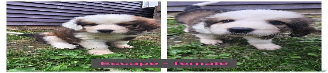 Escape