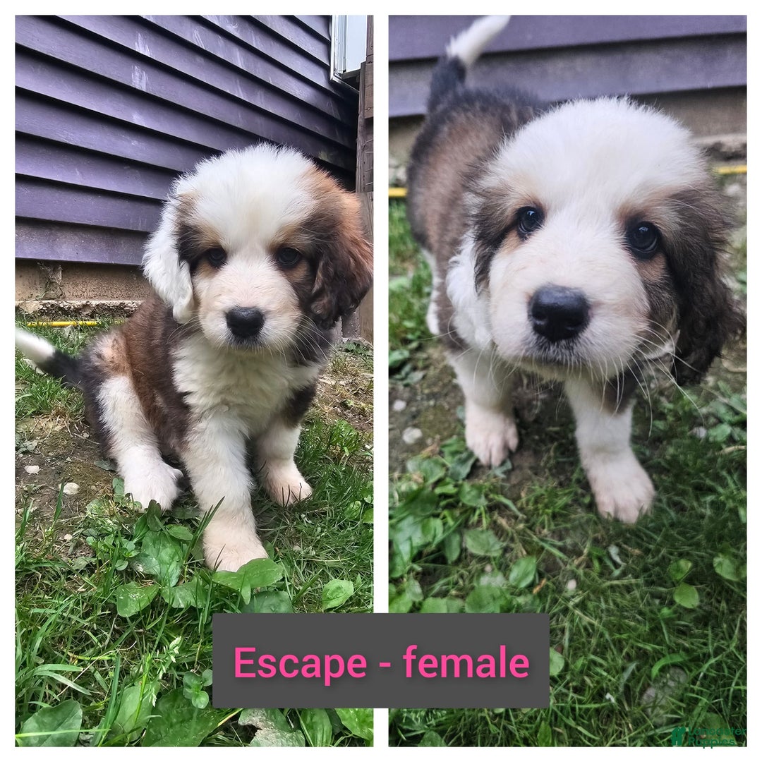 Bernese Mountain Dog dogs for sale: Escape - Image 1