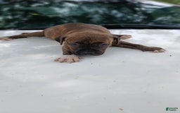 American Pit Bull Terrier dogs for sale: Lexi - Image 4