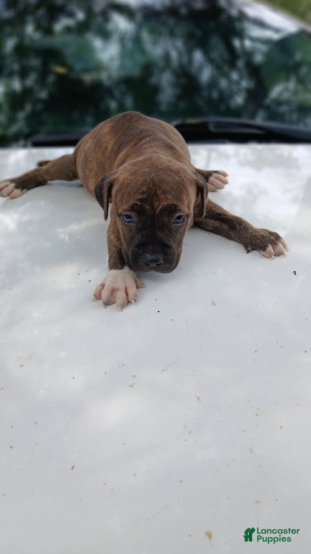 American Pit Bull Terrier dogs for sale: Lexi - Image 4