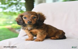 Miniature Dachshund dogs for sale: Asher - Image 3