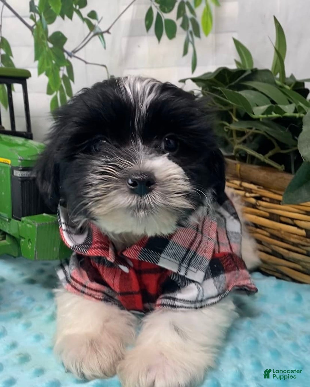 Shorkie dogs for sale: Little Milo - Image 2