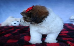 Shihpoo dogs for sale: Hugo - Image 15