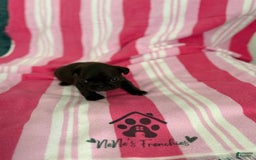 French Bulldog dogs for sale: Akc Black W Sable Overtones - Image 12