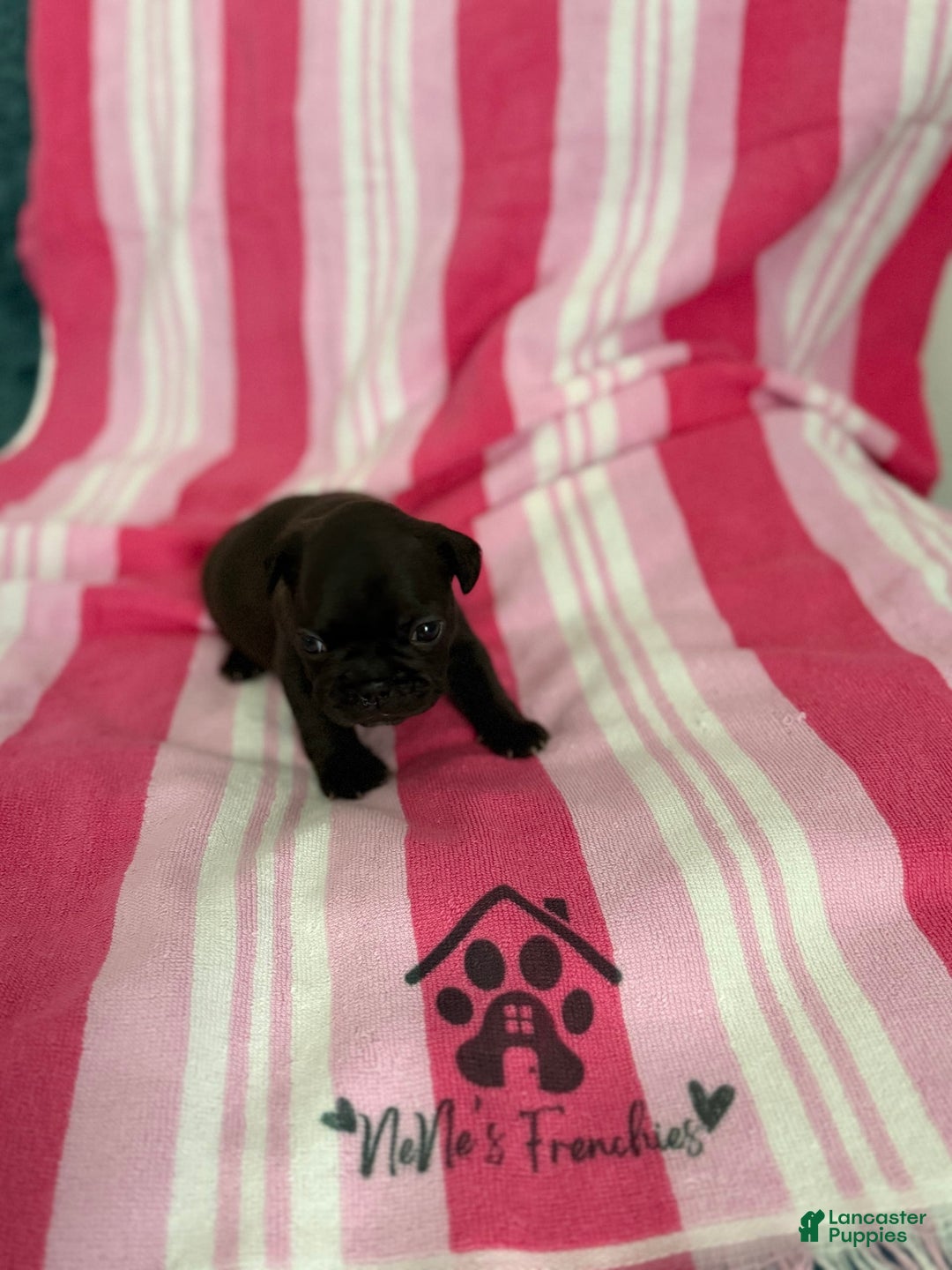 French Bulldog dogs for sale: Akc Black W Sable Overtones - Image 12