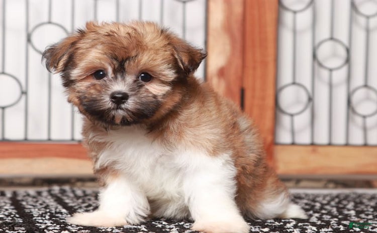 Havanese dogs for sale - Ad 3