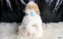 Maltipoo dogs for sale: Happy - Image 7