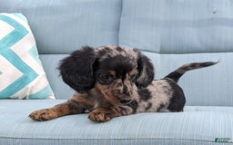 Miniature Dachshund dogs for sale: Miniature Dachshund 3 puppies - Image 26