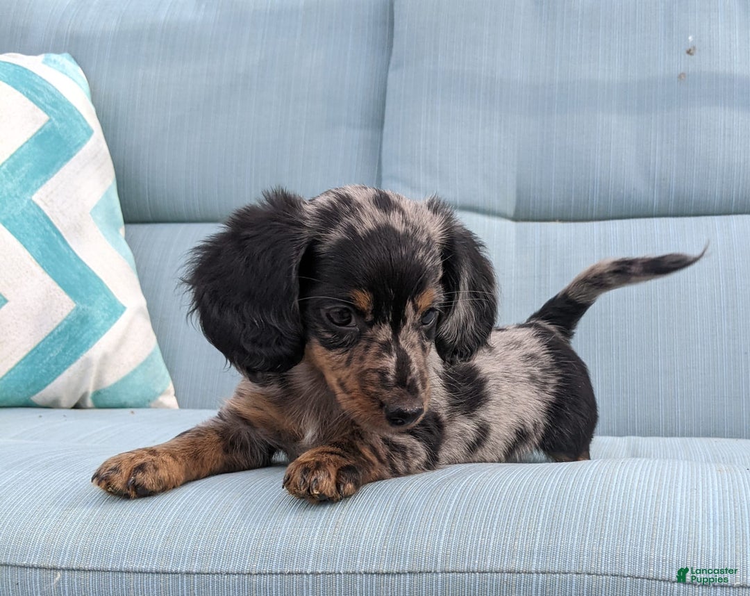 Miniature Dachshund dogs for sale: Miniature Dachshund 3 puppies - Image 26