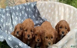 Cavapoo dogs for sale: Abby - Image 2