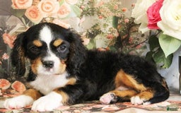Miniature Bernese Mountain Dog dogs for sale: Truffle - Image 5