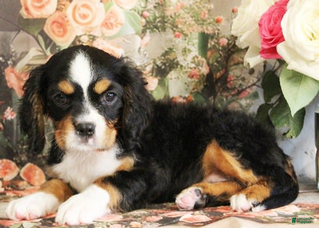 Miniature Bernese Mountain Dog dogs for sale: Truffle - Image 5