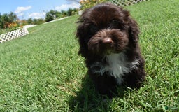 Havapoo dogs for sale: Abbie - Image 15