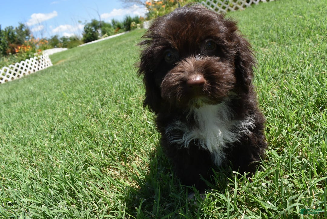 Havapoo dogs for sale: Abbie - Image 15