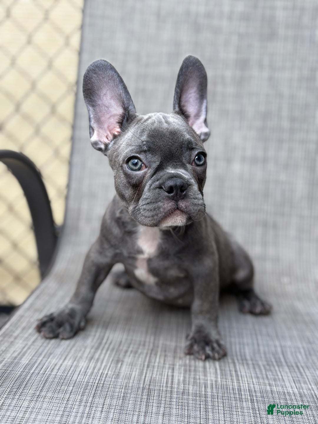 French Bulldog dogs for sale: David - Image 3