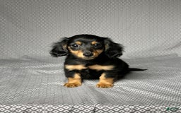 Miniature Dachshund dogs for sale: Skye - Image 4