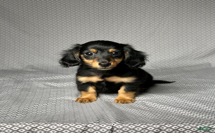 Miniature Dachshund dogs for sale - Ad 5
