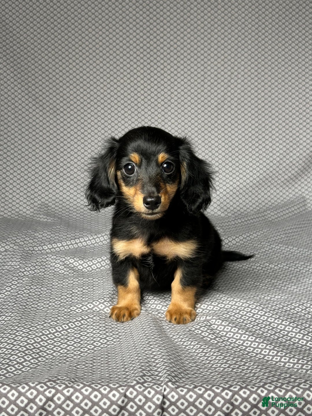 Miniature Dachshund dogs for sale: Skye - Image 4