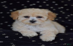 Miniature Poodle dogs for sale: Sierra - Image 5