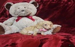 Miniature Dachshund dogs for sale: RAYA - Image 5