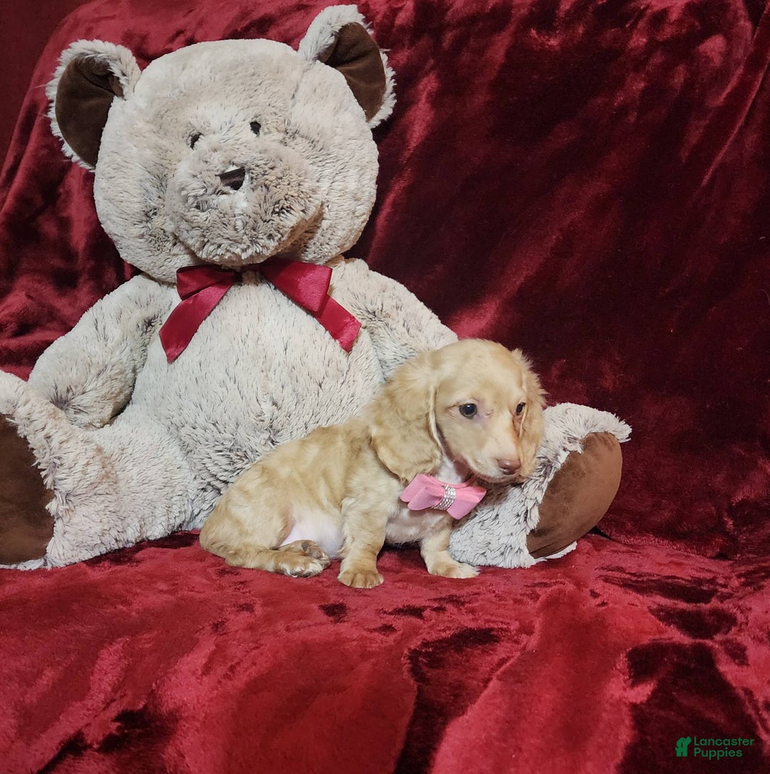 Miniature Dachshund dogs for sale: RAYA - Image 5