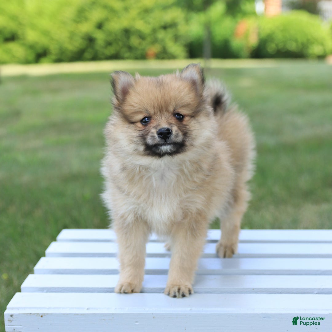Pomeranian dogs for sale: Teddy - Image 2
