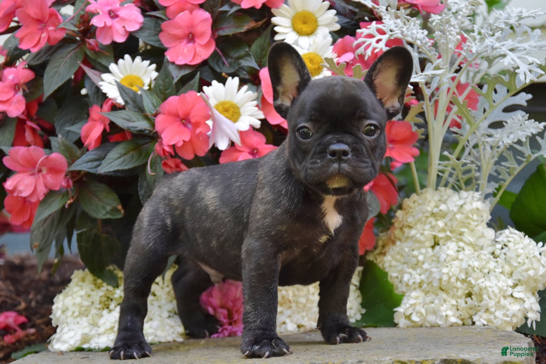 French Bulldog dogs for sale: French Bulldog 5 puppies - Image 1