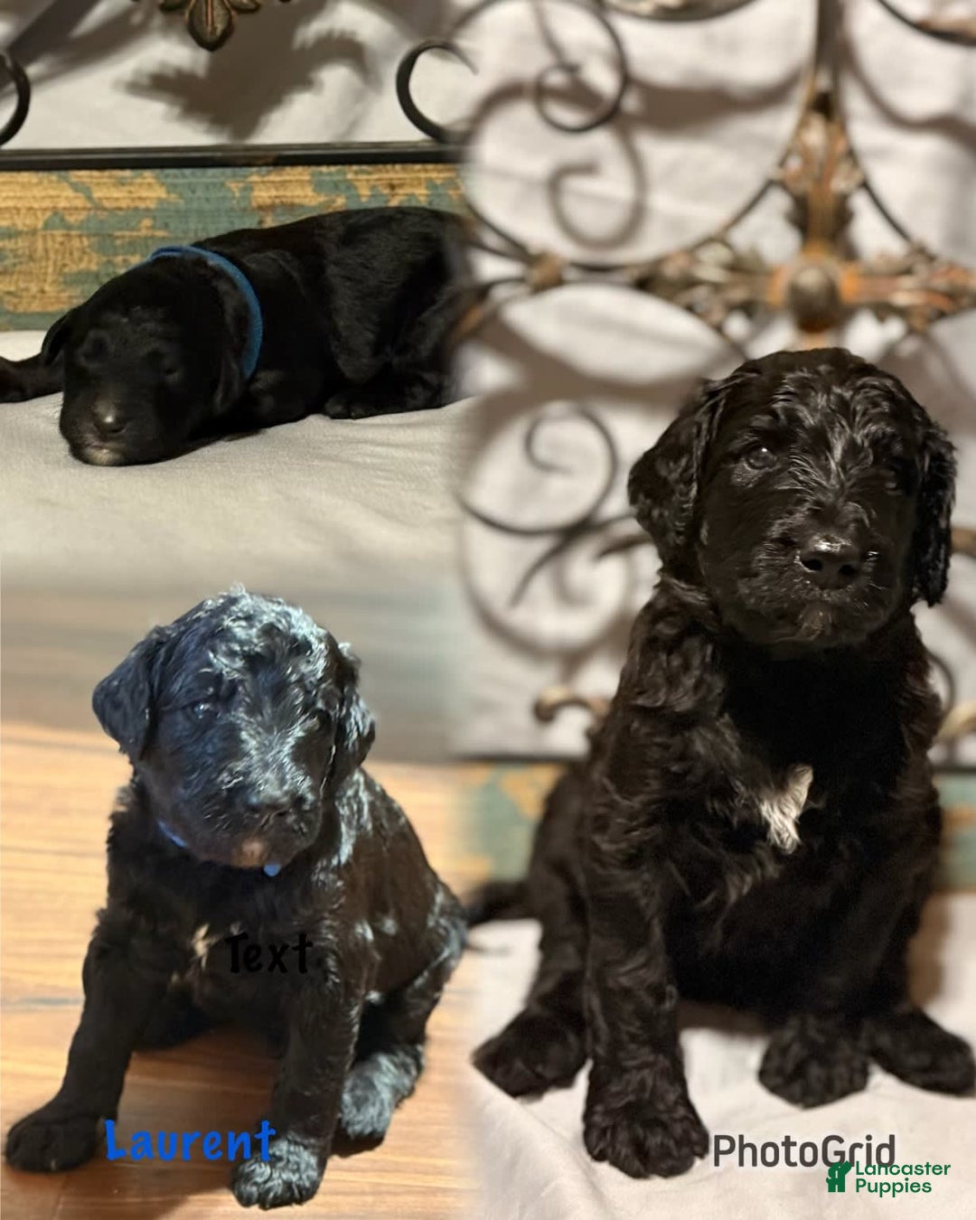 Bernedoodle dogs for sale: Laurent - Image 1