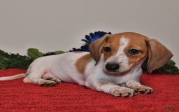 Miniature Dachshund dogs for sale: April - Image 5