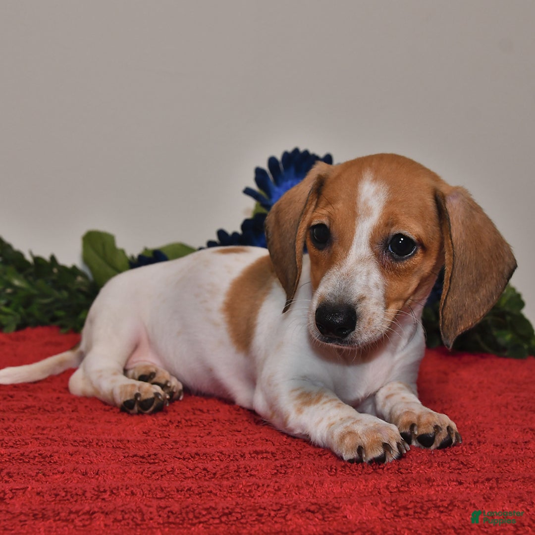 Miniature Dachshund dogs for sale: April - Image 5
