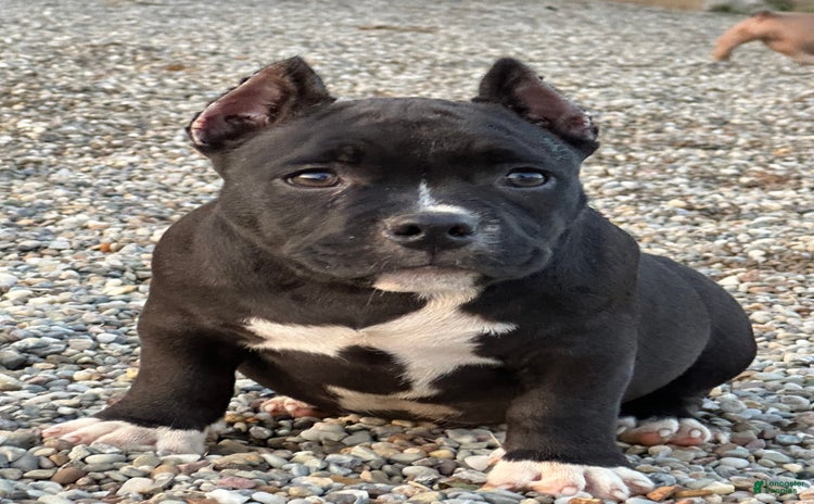 American Bully dogs for sale - Ad 2