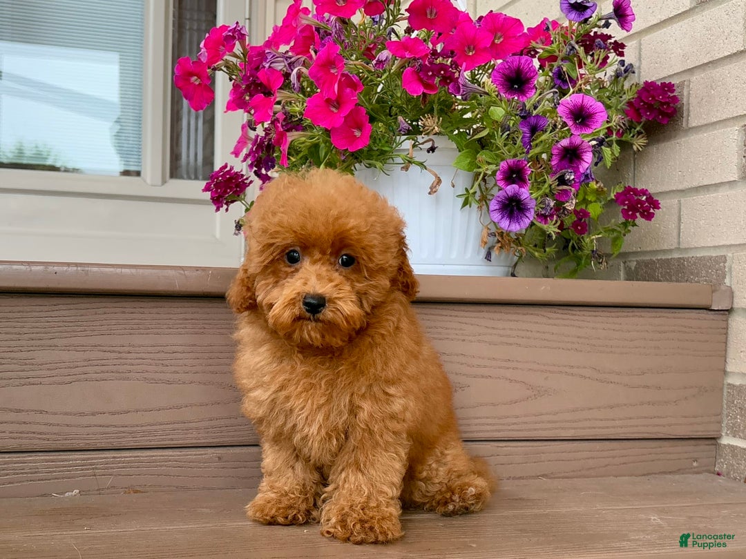 Maltipoo dogs for sale: Gorgeous - Image 14