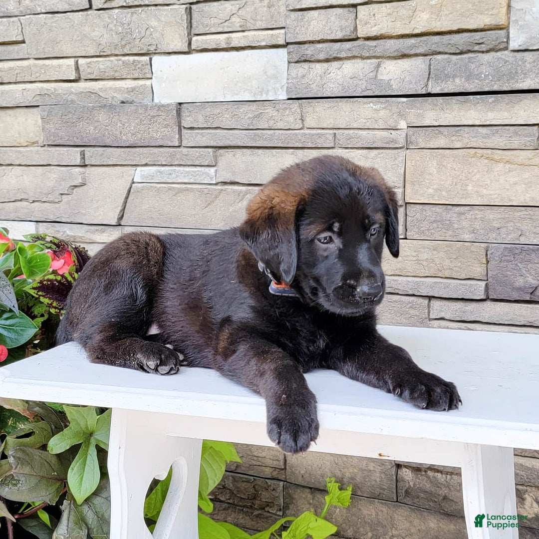 Labrador Retriever dogs for sale: Cami - Image 5