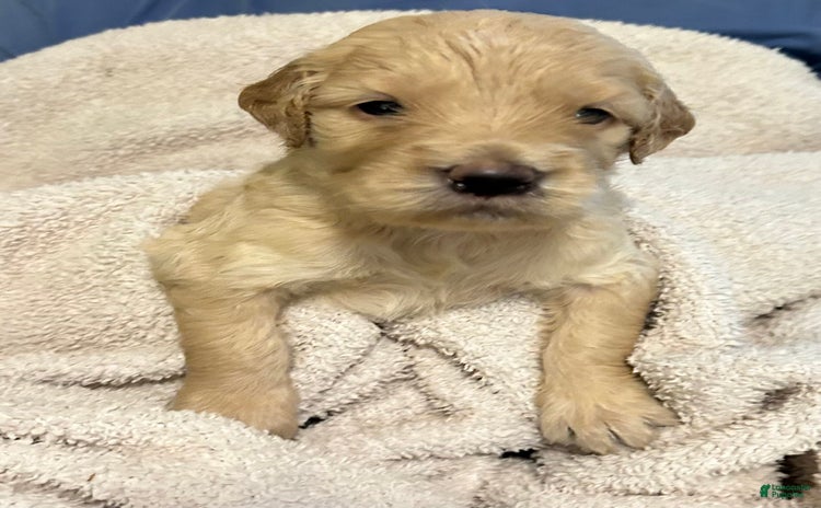 Goldendoodle dogs for sale - Ad 3