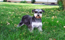 Miniature Schnauzer dogs for sale: Amity - Image 5