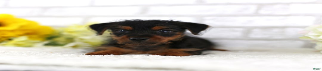 Axel