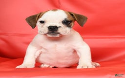Beabull dogs for sale: Katie - Image 8
