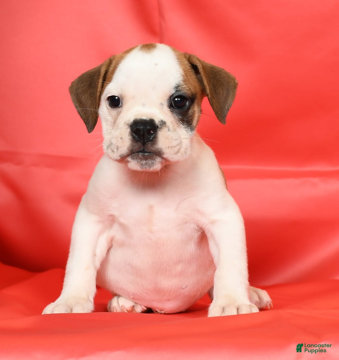 Beabull dogs for sale: Katie - Image 8