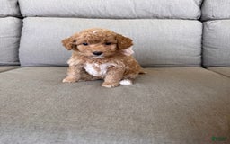  dogs for sale: Mini Goldendoodle 6 puppies - Image 1