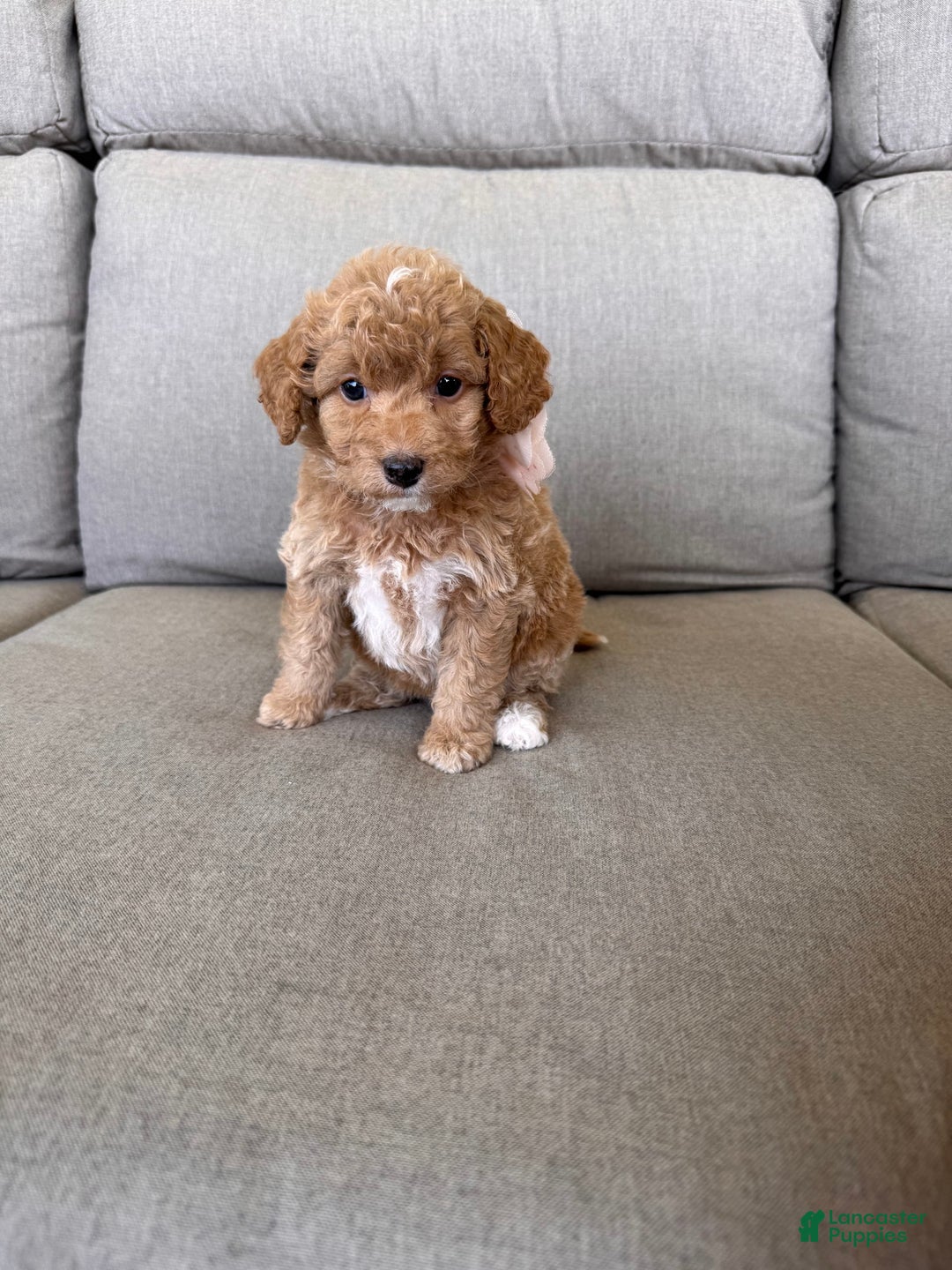  dogs for sale: Mini Goldendoodle 6 puppies - Image 1