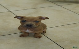 American Bully dogs for sale: Chocolate - Image 5