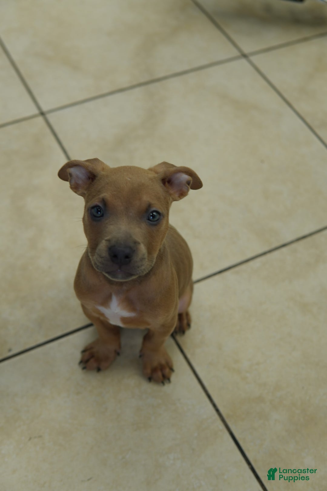 American Bully dogs for sale: Chocolate - Image 5
