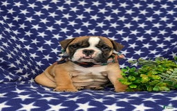 Olde English Bulldogge dogs for sale: Harley - Image 3